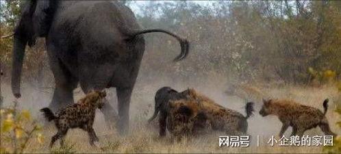 非洲大在线视频,探索非洲大陆的精彩瞬间