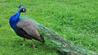 孔雀王子在线视频,华丽舞步背后的传奇故事